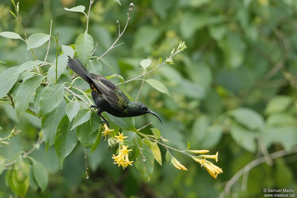 Bronze Sunbird male adult