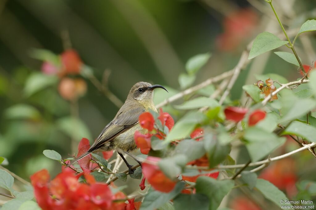 Bronze Sunbird female adult