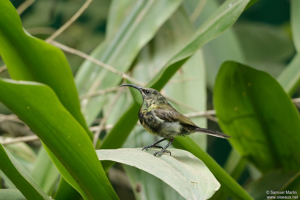 Bronze Sunbird male immature