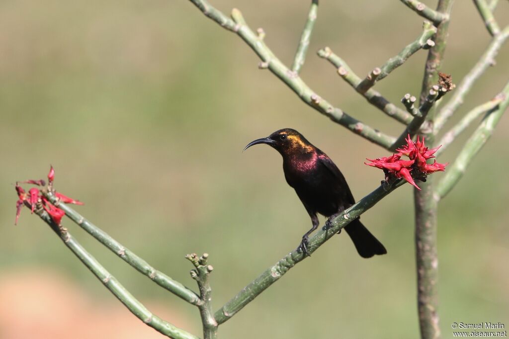 Copper Sunbird male adult
