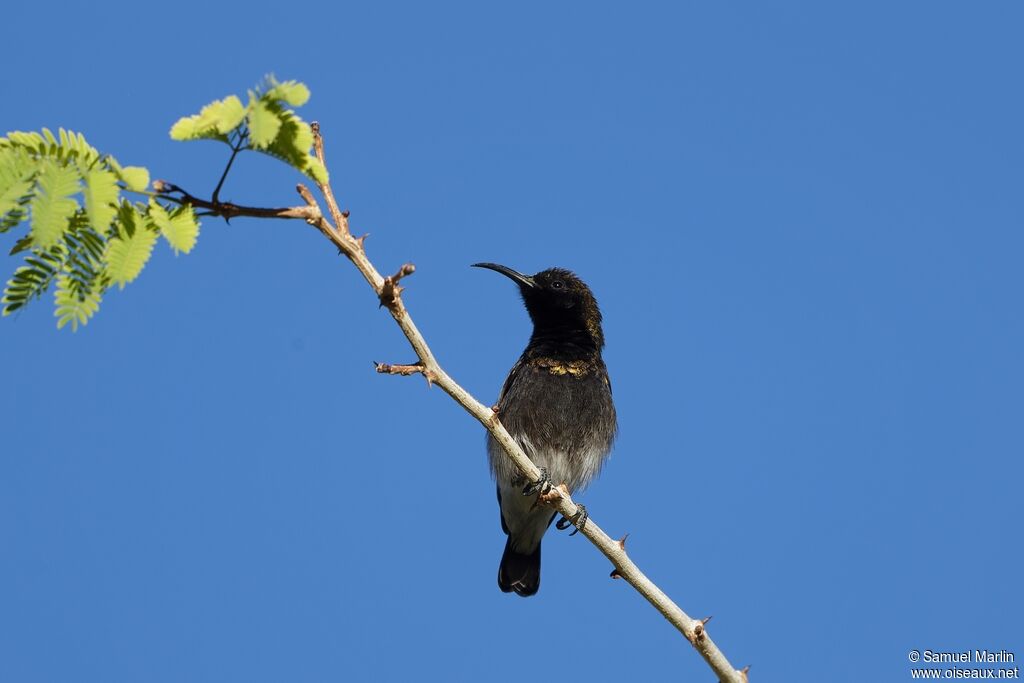 Dusky Sunbird male adult