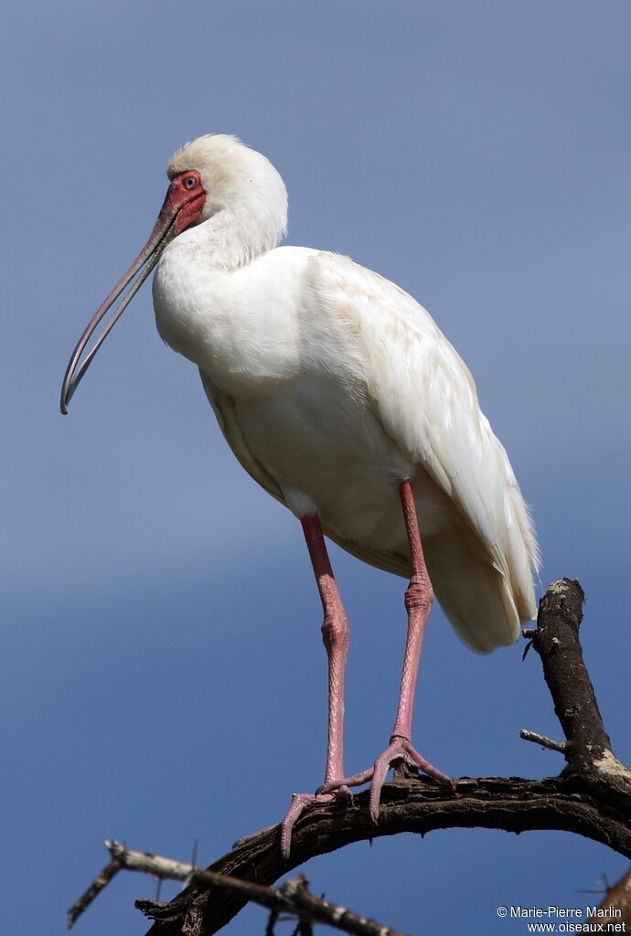 African Spoonbilladult
