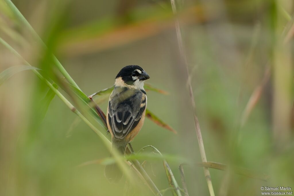 Rusty-collared Seedeateradult