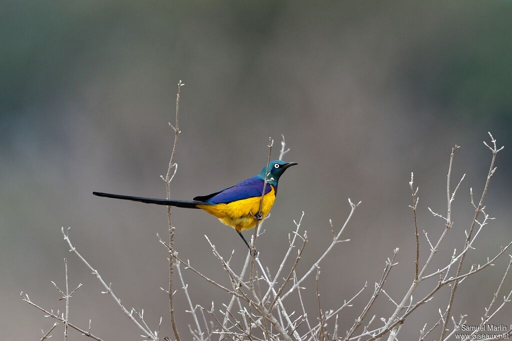 Golden-breasted Starlingadult
