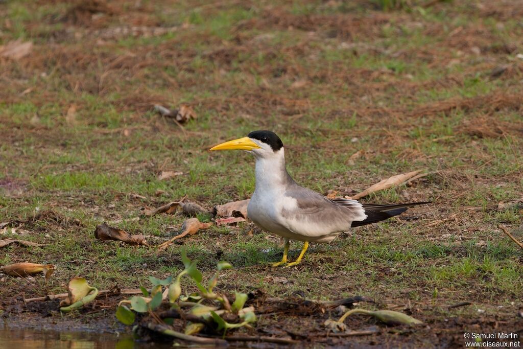 Large-billed Tern
