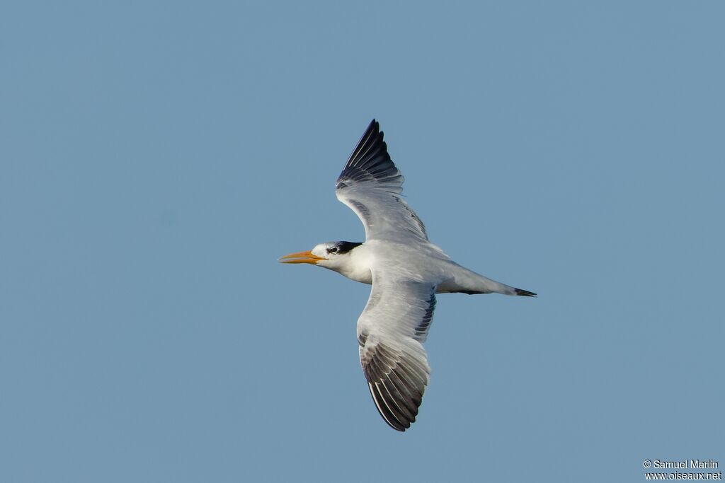 Royal Ternadult, Flight