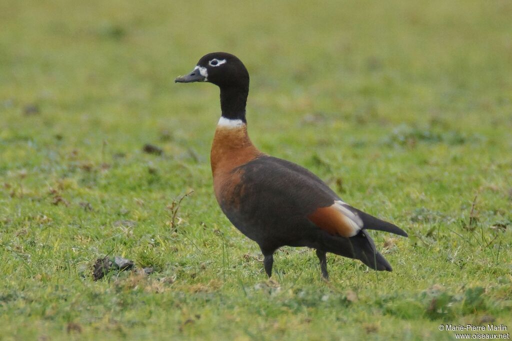 Australian Shelduck female adult