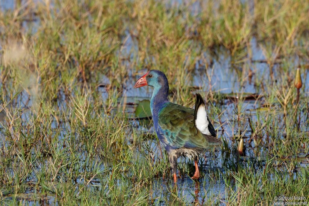 African Swamphenadult