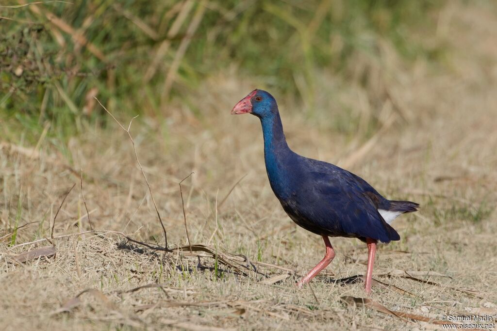 Talève sultaneadulte