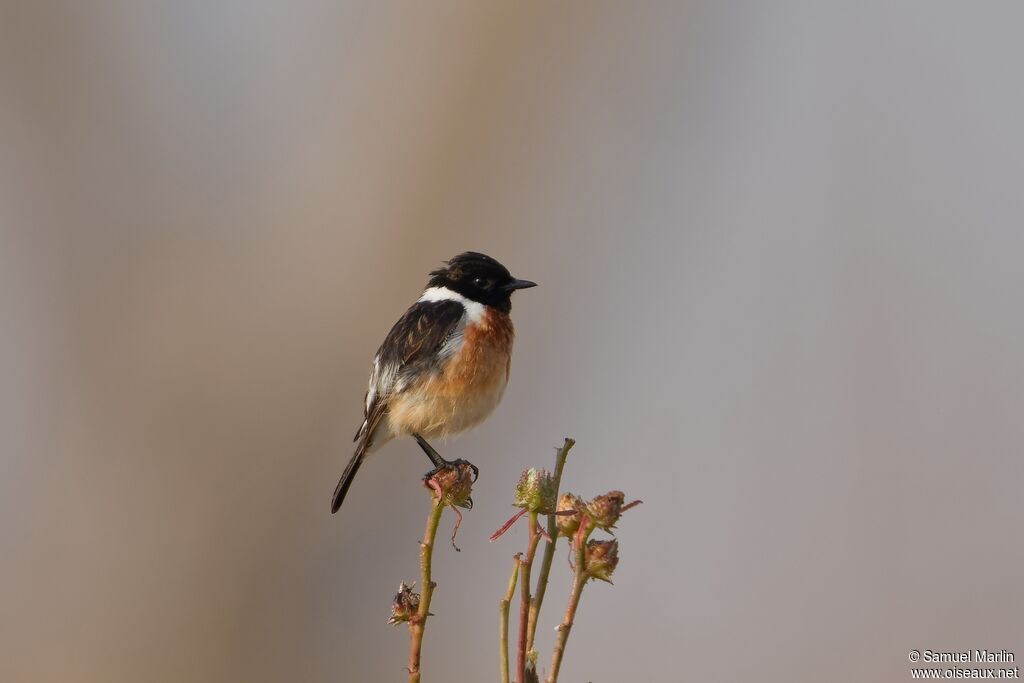 Tarier africain mâle adulte