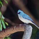 Tchitrec bleu