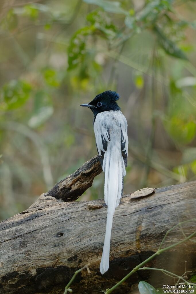 African Paradise Flycatcheradult, pigmentation