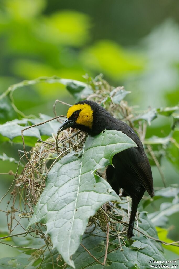 Black-billed Weaveradult