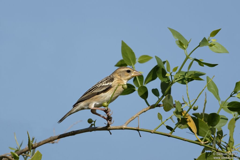 Baya Weaver female adult