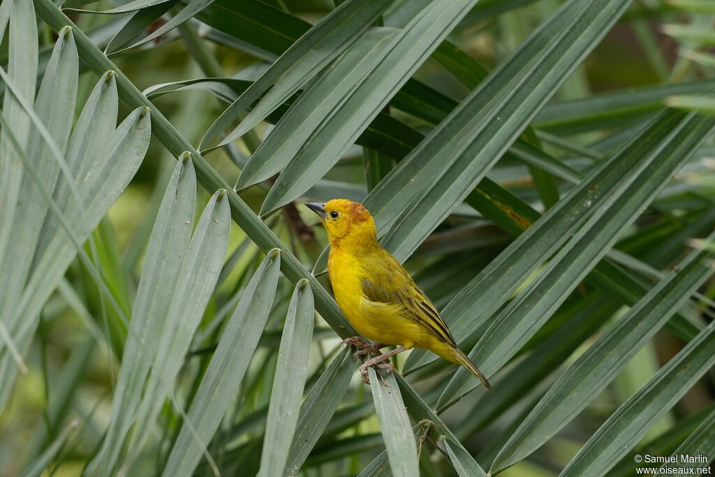 Taveta Weaver