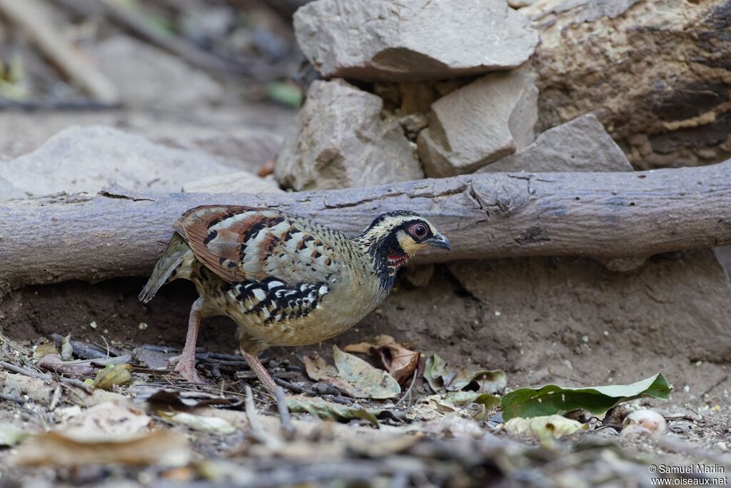 Torquéole à poitrine brune