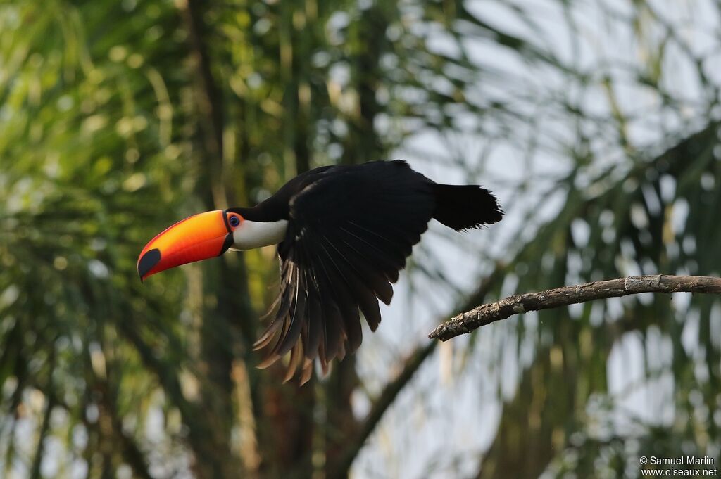 Toucan tocoadulte, Vol