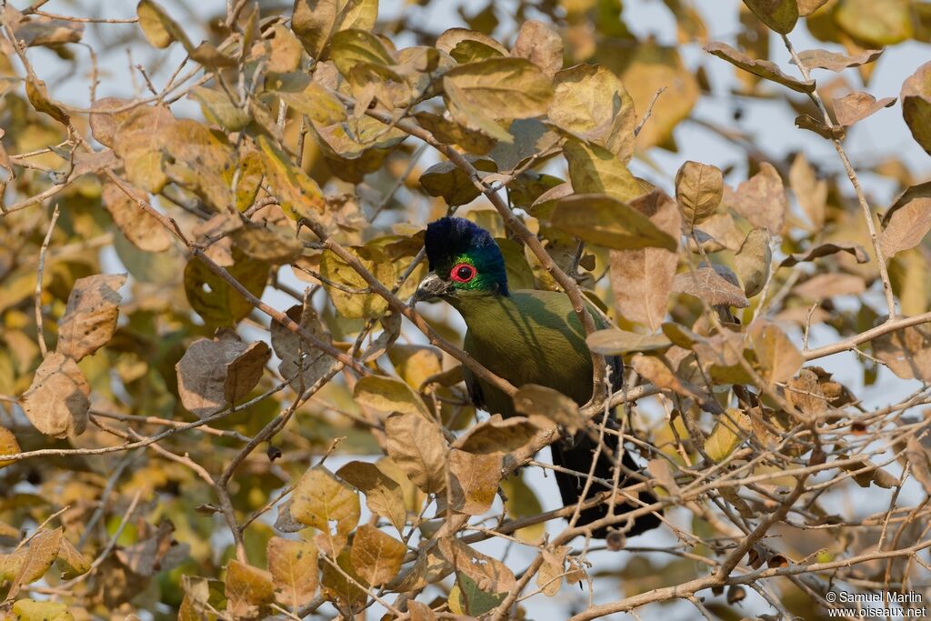 Touraco à huppe splendide mâle adulte