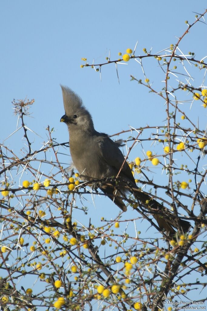 Grey Go-away-birdadult