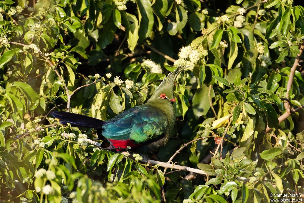 Schalow's Turaco male adult