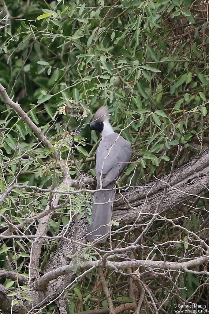 Bare-faced Go-away-birdadult