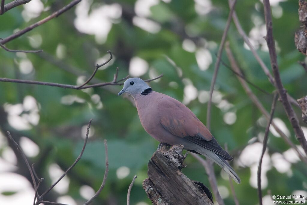 Red Collared Doveadult