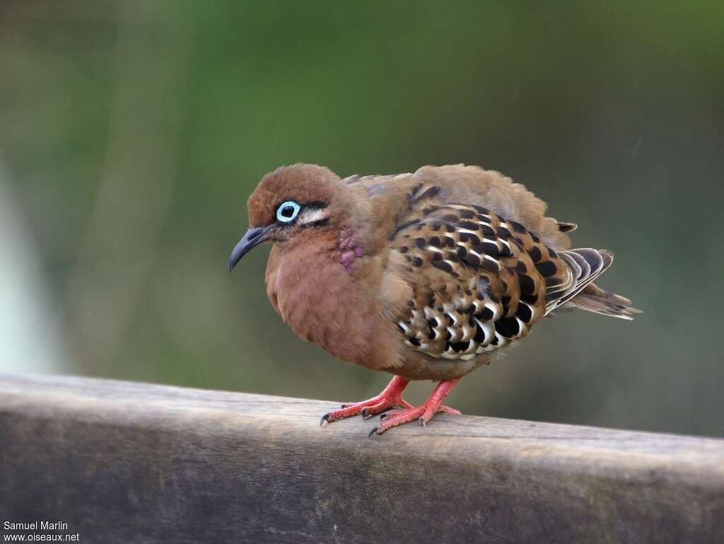 Tourterelle des Galapagosadulte, identification