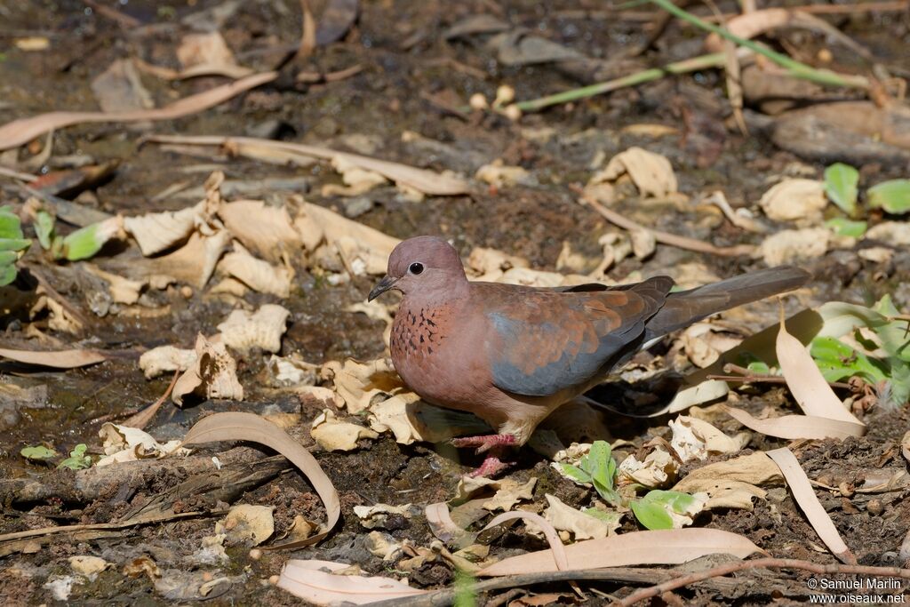 Laughing Doveadult