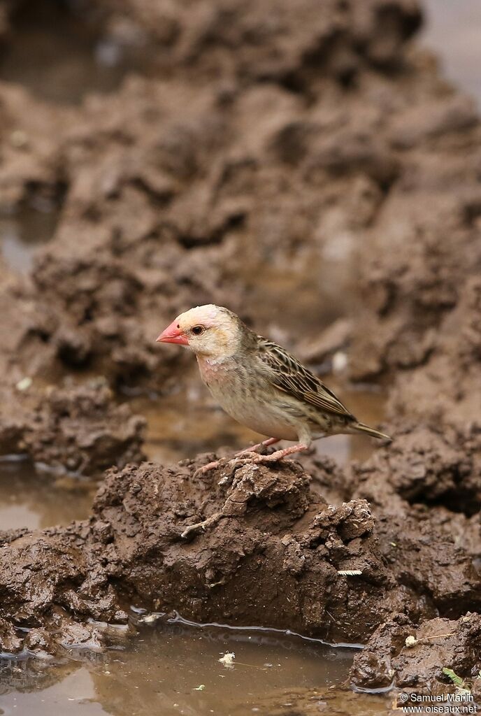 Red-billed Queleaadult