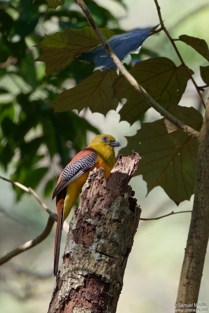 Trogon à poitrine jauneadulte