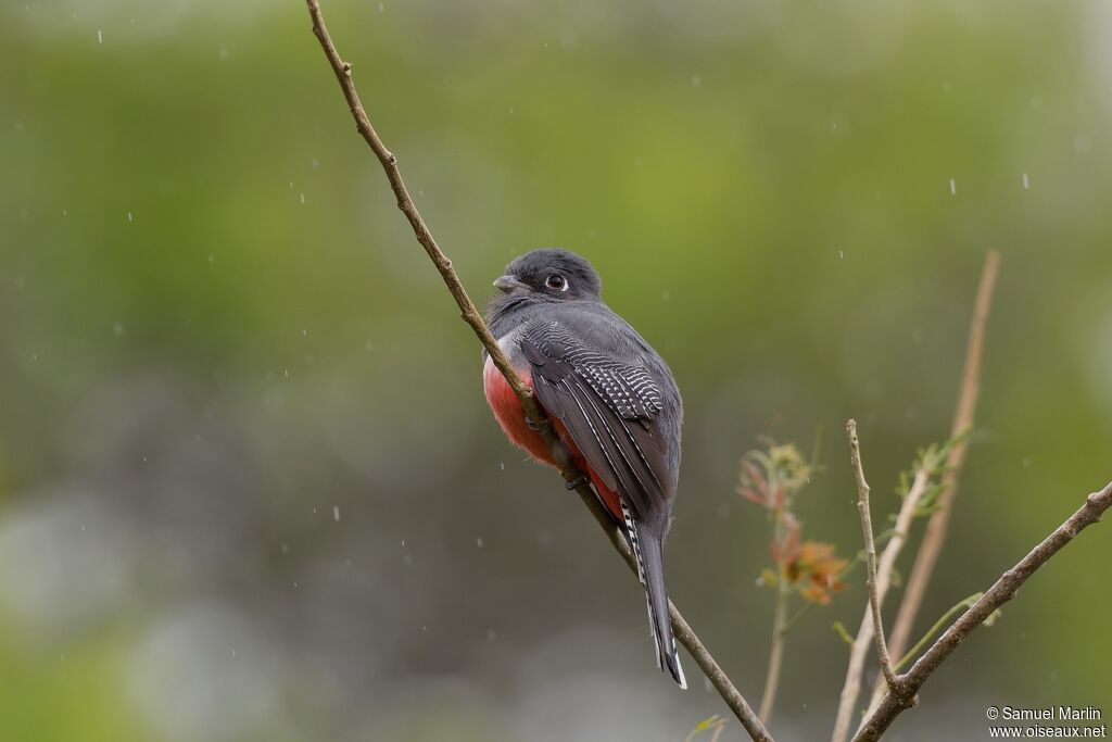 Trogon couroucou femelle adulte