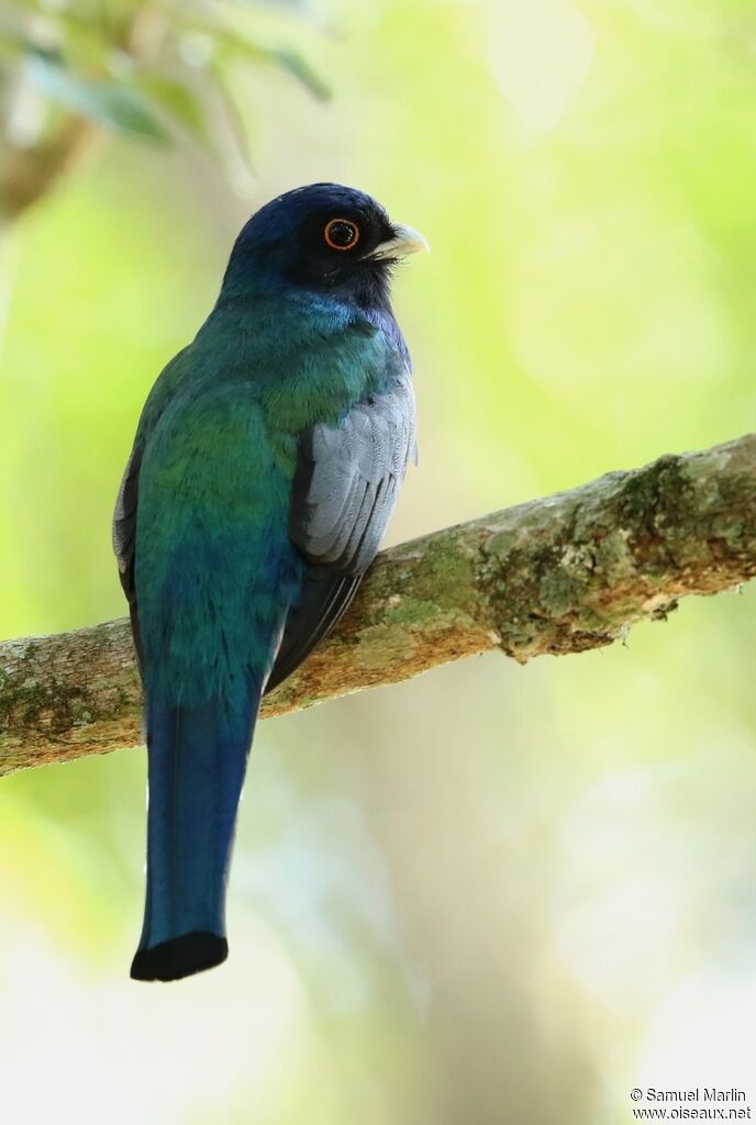 Trogon de Pelzeln mâle adulte