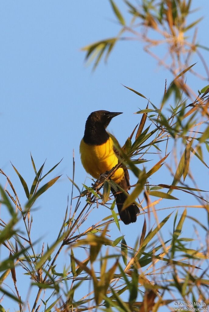 Yellow-rumped Marshbirdadult
