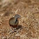 Turnix combattant