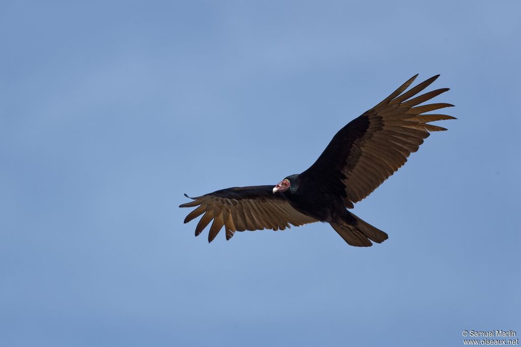 Turkey Vultureadult, Flight