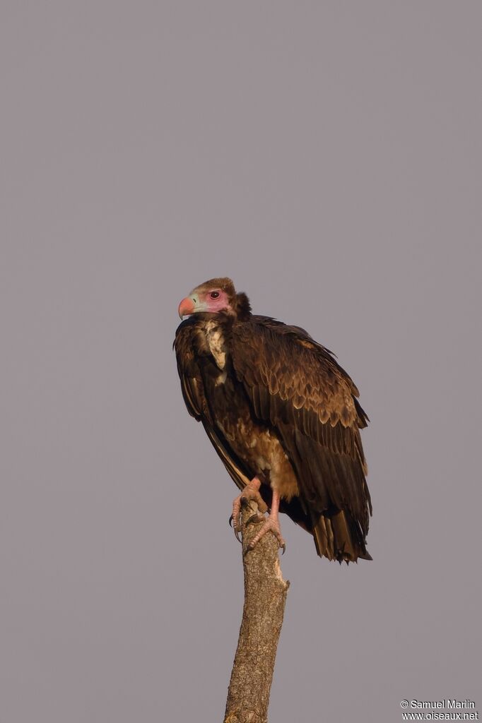 Vautour à tête blanche