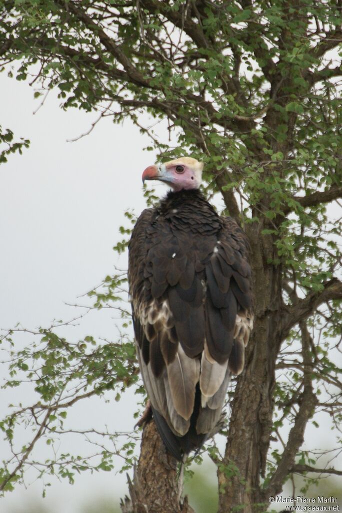 White-headed Vultureadult