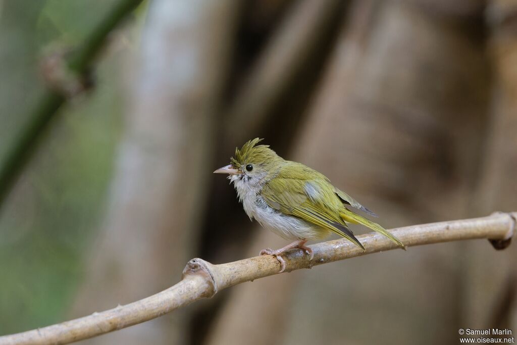 Yuhina à ventre blancadulte