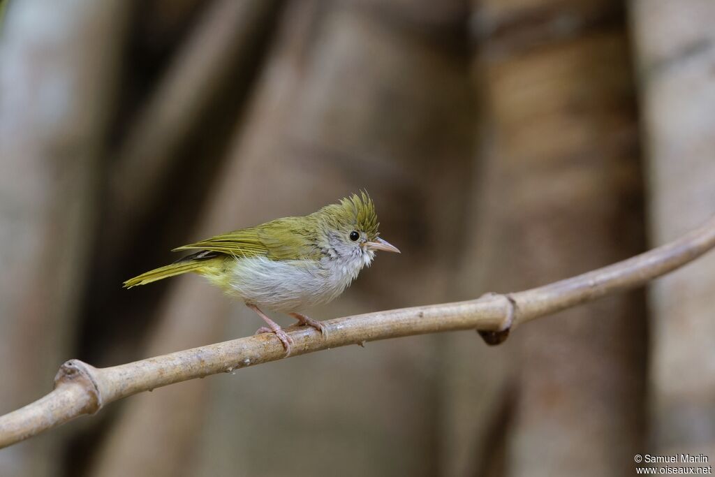 White-bellied Erpornisadult