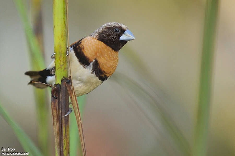 Capucin donacole, identification