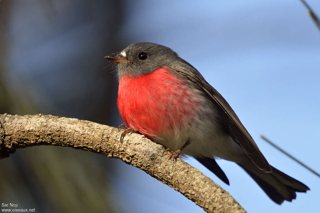 Rose Robin male adult, identification