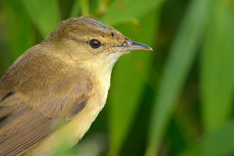 Australian Reed Warbler