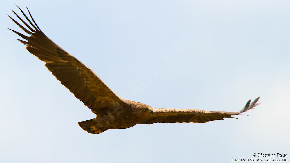 Aigle pomarin