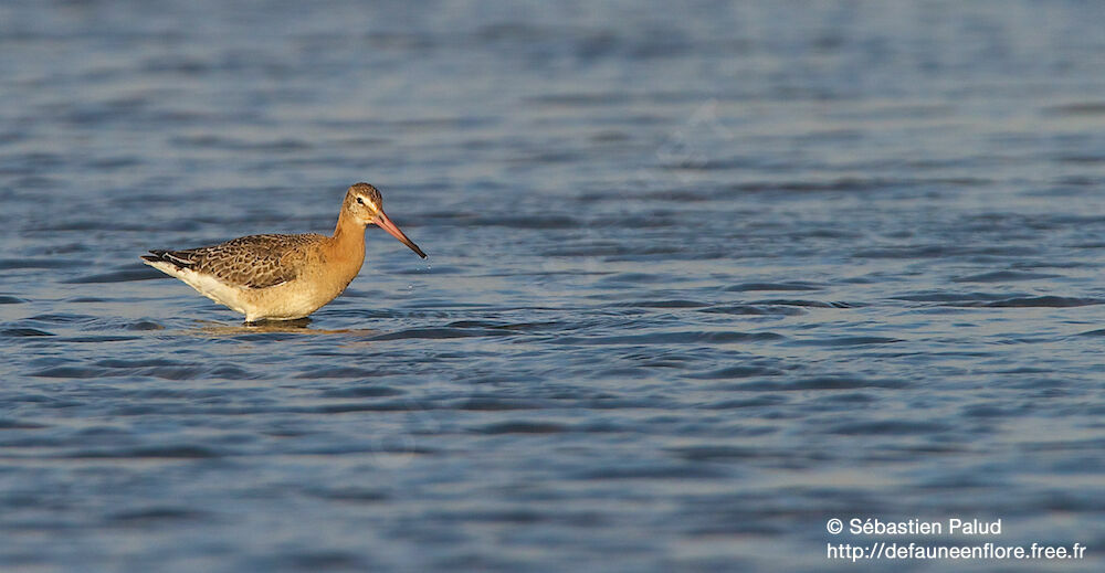 Black-tailed Godwit