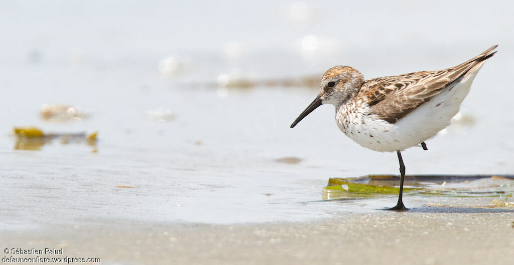 Western Sandpiperadult breeding, identification