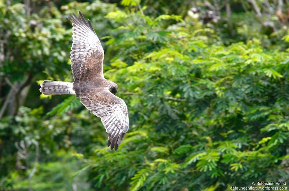Swamp Harrier