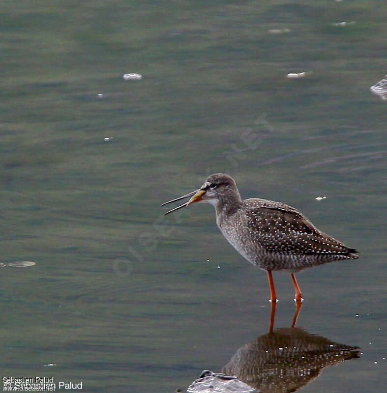 Chevalier arlequin1ère année, mange