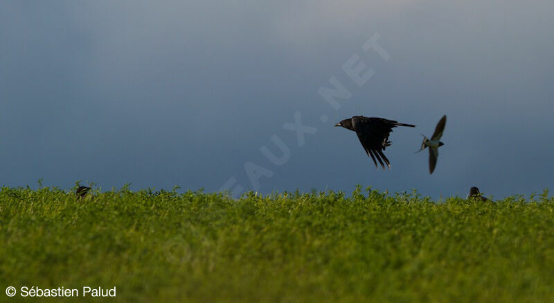 Carrion Crow