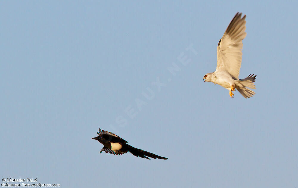 Black-winged Kite