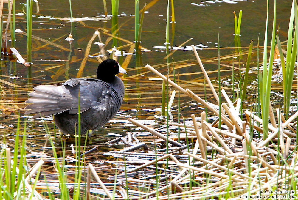 American Cootadult